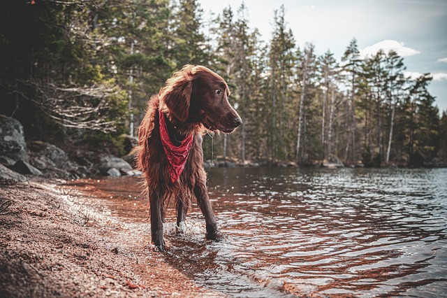 races chien fins limiers