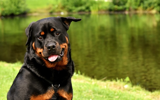 races chien d’origine allemande