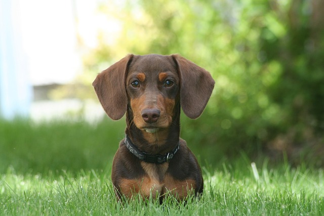 races chien se laissent pas faire