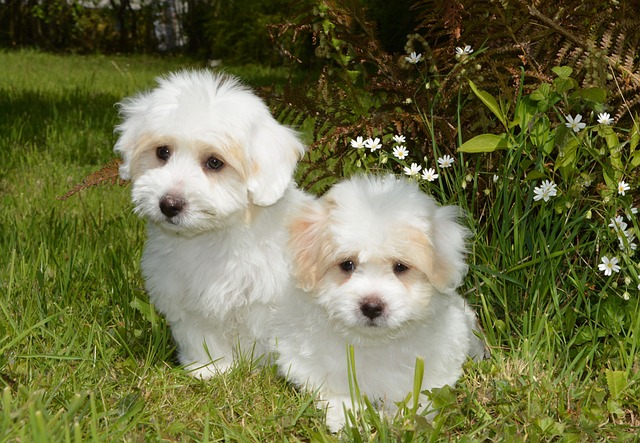 races chien sentir aimées