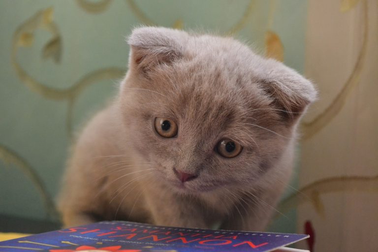 races de chat adorent s’occupe d’elles