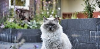 races de chat qui sont des bonnes pâtes