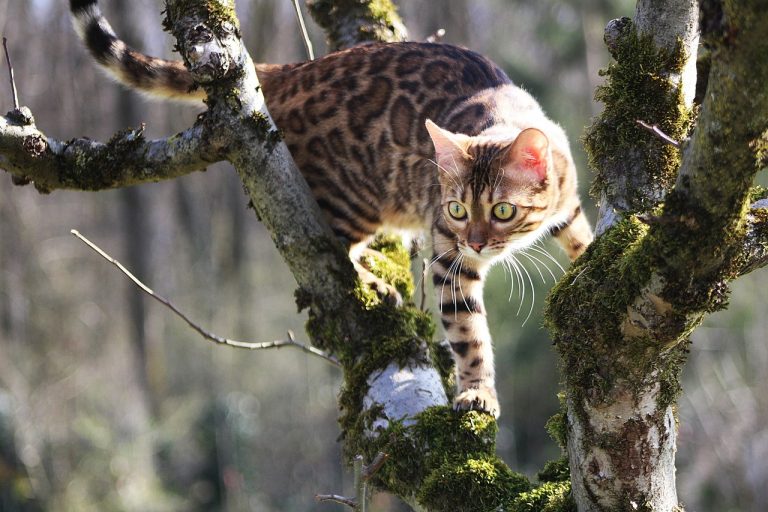 races de chat les plus casse cou