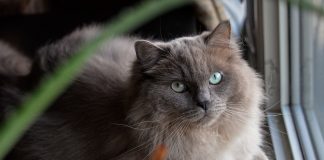 races de chat collées à leur maître