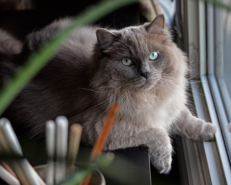 races de chat collées à leur maître