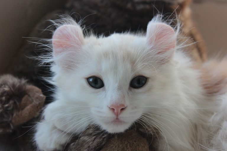 races de chat compagnie des humains