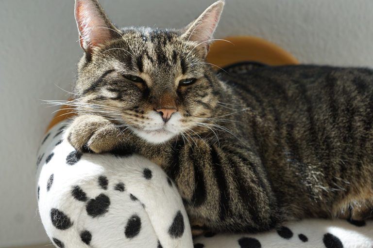 races de chat dévouées à leur maître