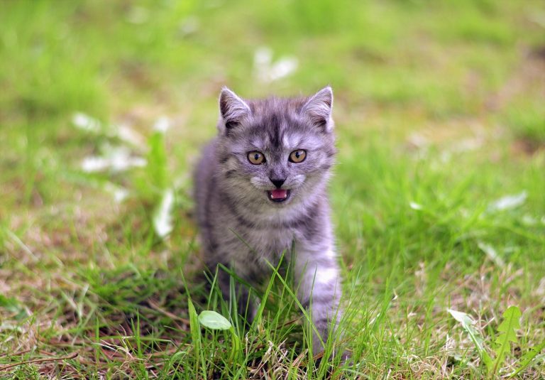 4 races de chat qui sont les plus difficiles à supporter