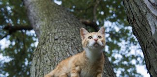 races de chat garder à l’œil