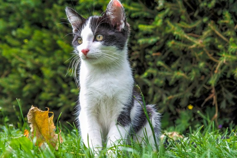 races de chat santé de fer