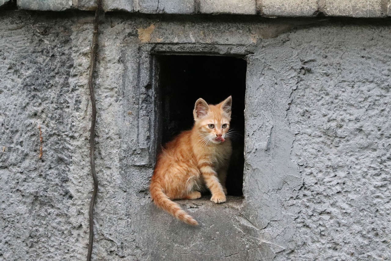 races de chat les plus territoriales