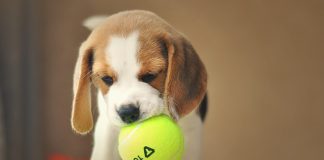 races de chien adaptées personnes sociables