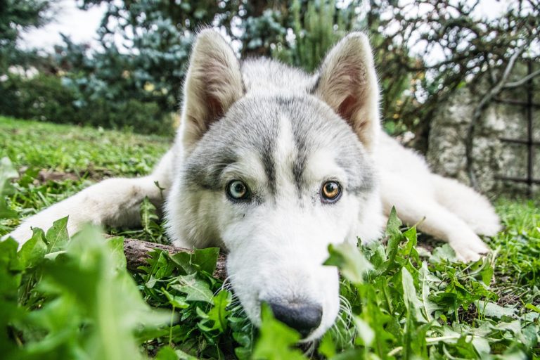 Voici 8 races de chien qui ne se calment pas du tout avec l’âge