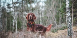 races de chien les plus cool