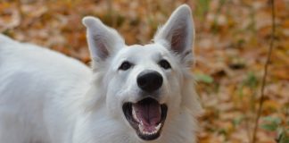 races de chien dévouées à leur maître