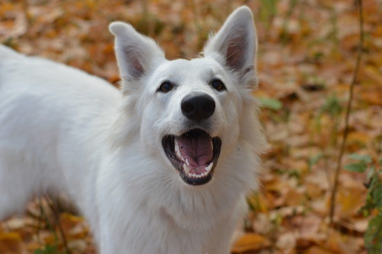 races de chien dévouées à leur maître