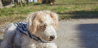 races de chien difficiles à supporter