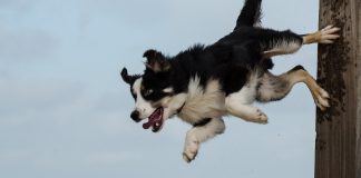 races de chien qui vont essayer de s’enfuir