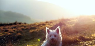 races de chien les plus facétieuses