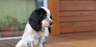 races de chien idéales personnes qui vivent seules