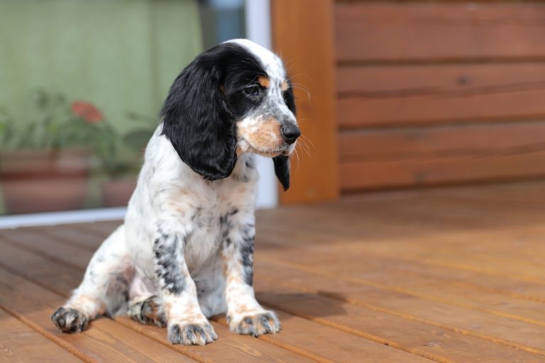 races de chien idéales personnes qui vivent seules