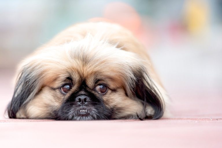 5 races de chien qui sont les plus indifférentes