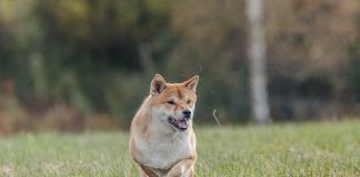 races de de chien du mal avec l’autorité