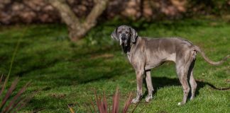 races de chien personnes s’énervent vite