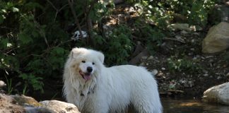 races de chien sortir sous la pluie