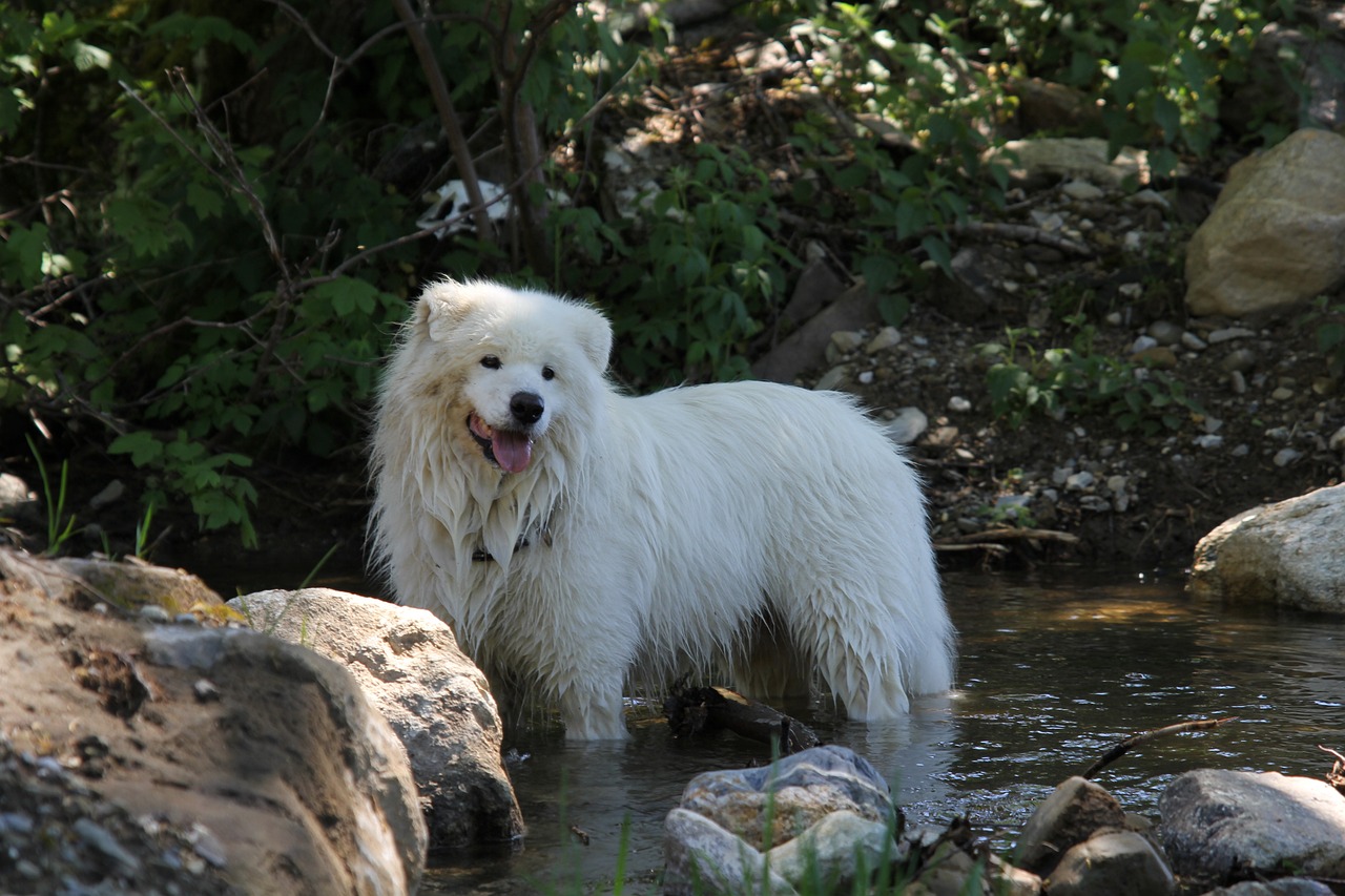 races de chien sortir sous la pluie