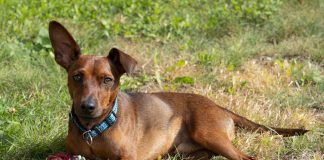 races de chien les plus démonstratives