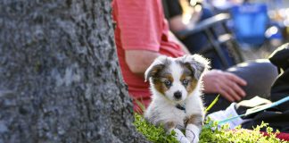 races de chien compagnie humains