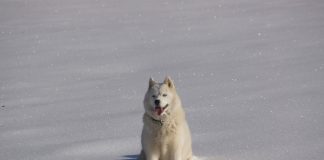 races de chien rester dehors en hiver