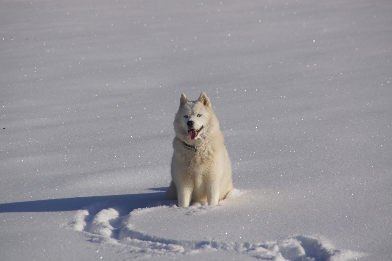 races de chien rester dehors en hiver