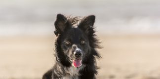 races de chien qui ont une santé de fer