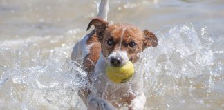 races de chien les plus survoltées