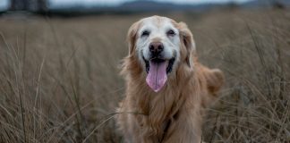 races de chien qui vont vénérer leur maître