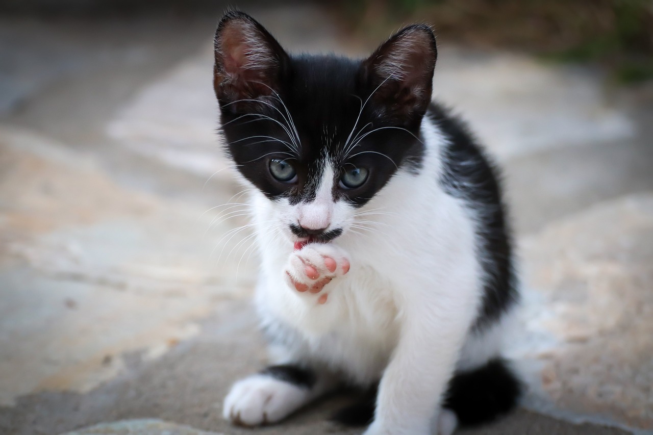 races de chat victimes de stéréotypes