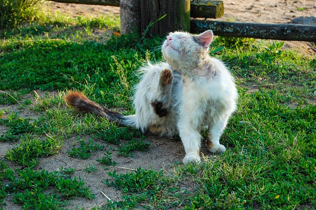 sida chez les chats