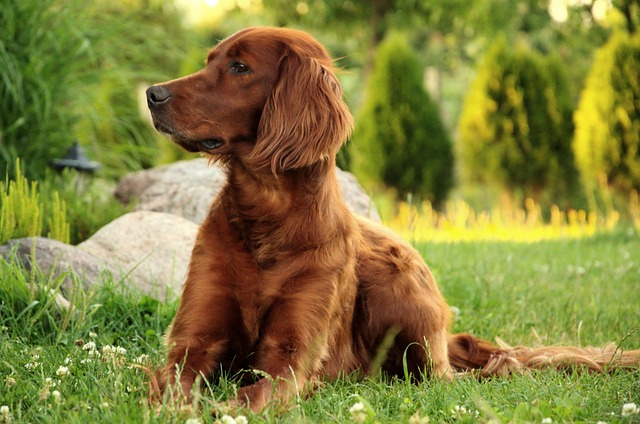 chien adopter yeux fermés