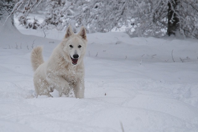 chien attend flocons