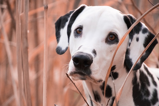 chien exaspérant