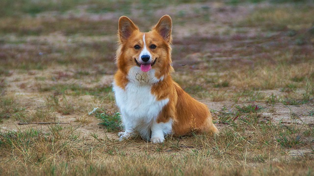 chien pense à jouer