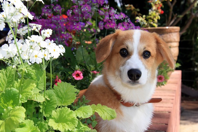 chien règles de la maison