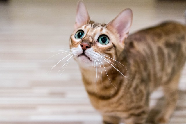 race de chat caractère bien trempé