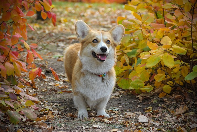 race de chien adapter mode de vie