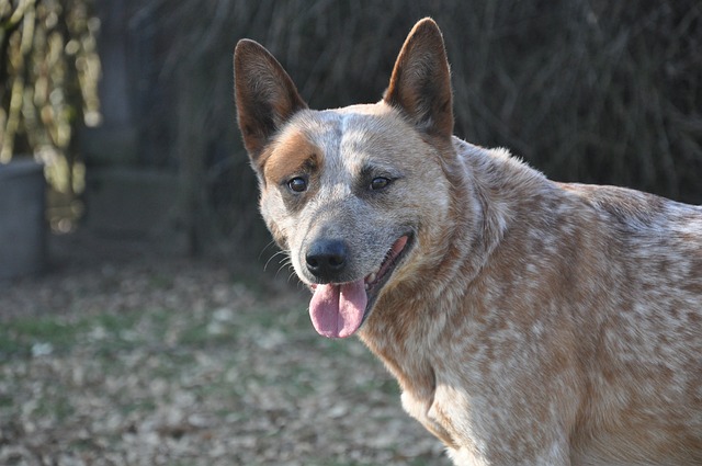 race de chien exotique