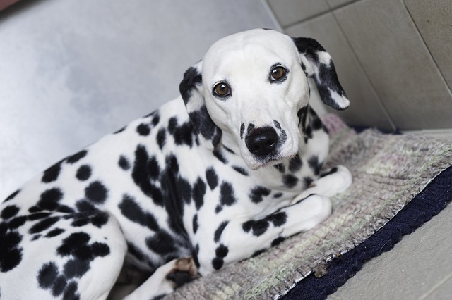 race de chien faire voir de toutes les couleurs