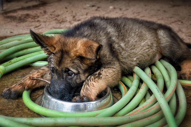 race de chien respecter règles de la maison