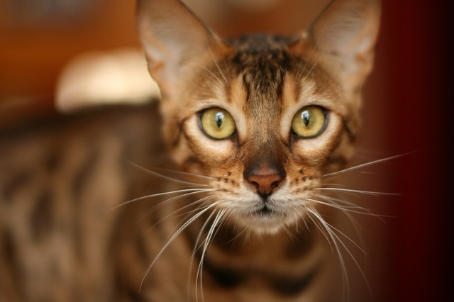 races de chats petites tornades